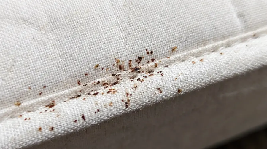 Petites taches sombres le long de la couture d'un matelas, un indice possible